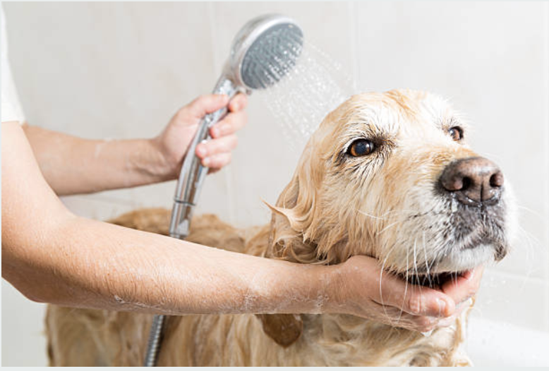 Dog Wash